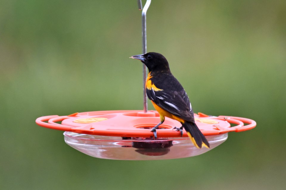 Baltimore oriole