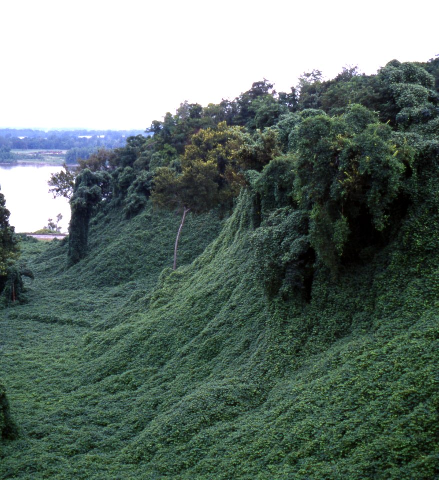 Kudzu