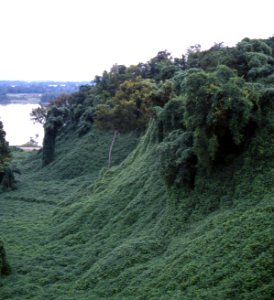 Kudzu photo