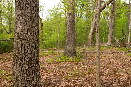 Mixed Oak / Heath Forest