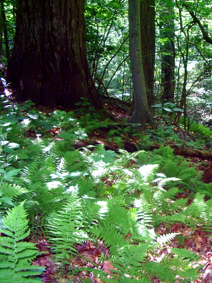 New York fern