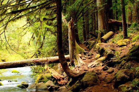 McKenzie River Hiking Trail, Oregon photo