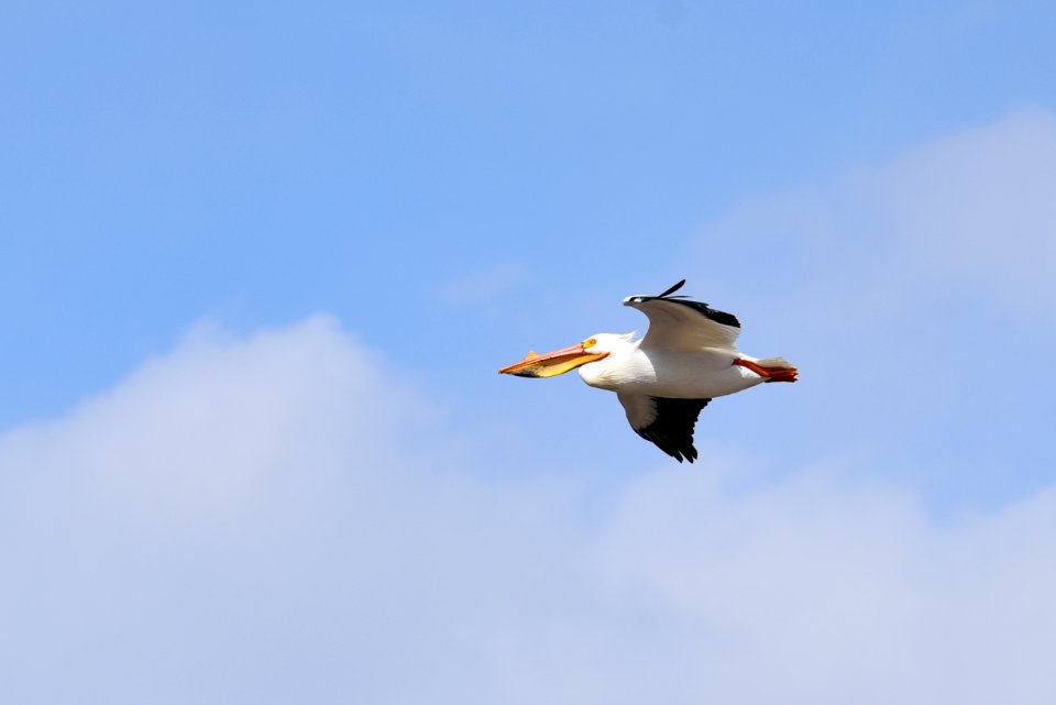 American white pelican in flight