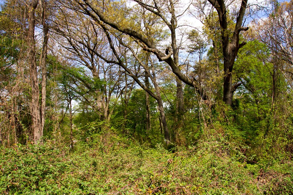 Coastal Plain Oak Forest