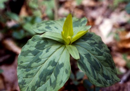 Little sweet trillium
