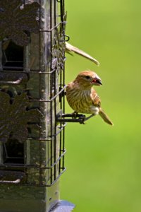 House finch at the feeder photo