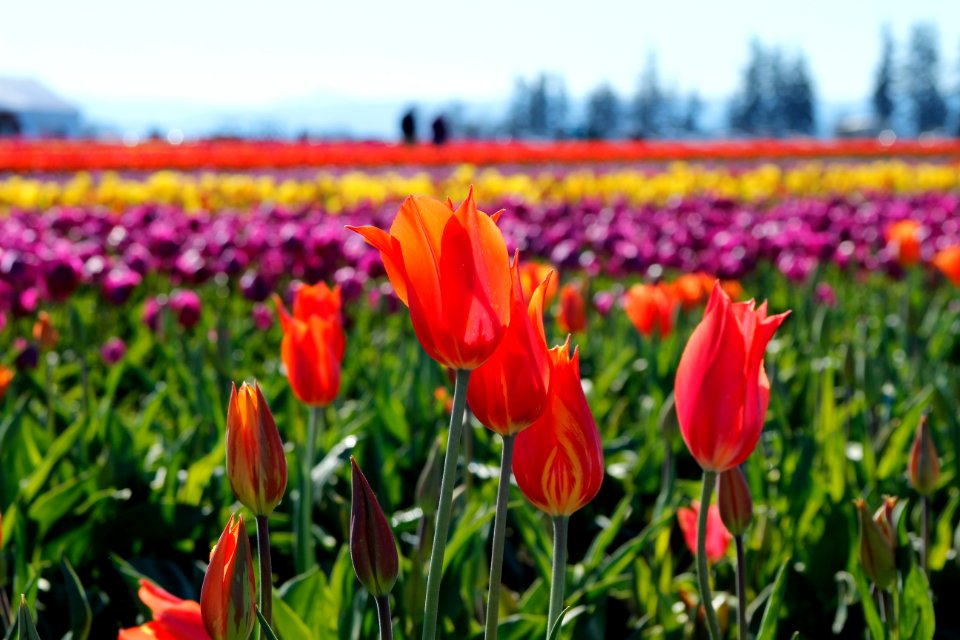 Wooden Shoe tulip farm, Oregon