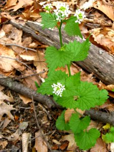 Invasive garlic mustard photo