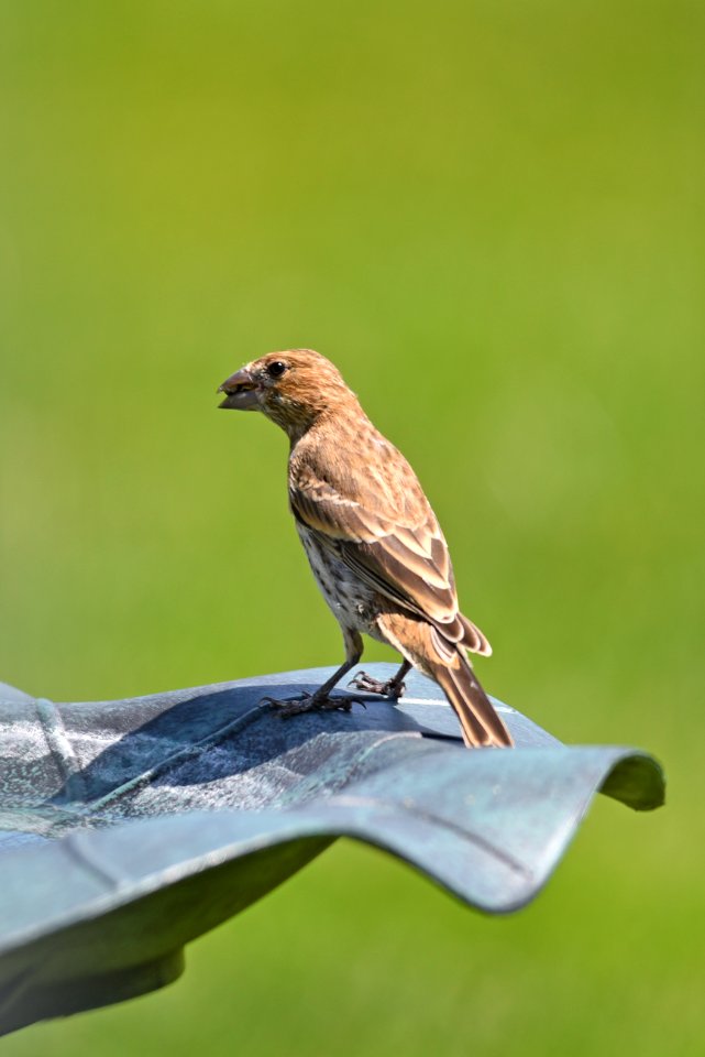 House finch at the bird bath