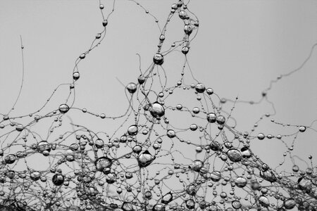 Pearl gray raindrop