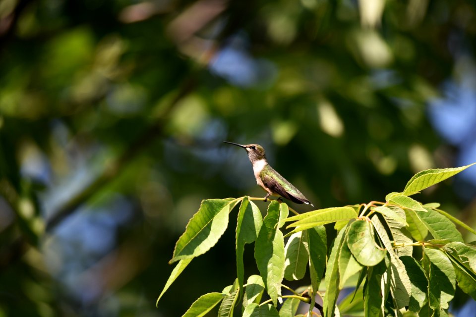 Ruby-throated hummingbird
