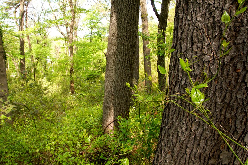 Coastal Plain Oak Forest