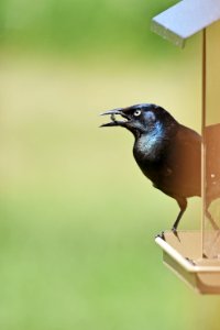 Common grackle photo