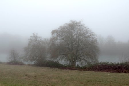 Heavy fog along the river with winter trees, Oregon photo