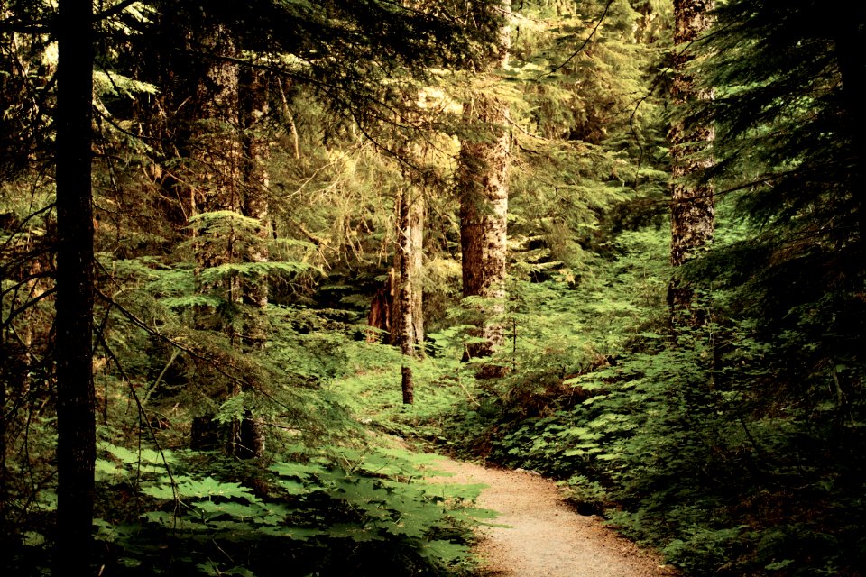 Hackleman Old Growth Forest, Oregon