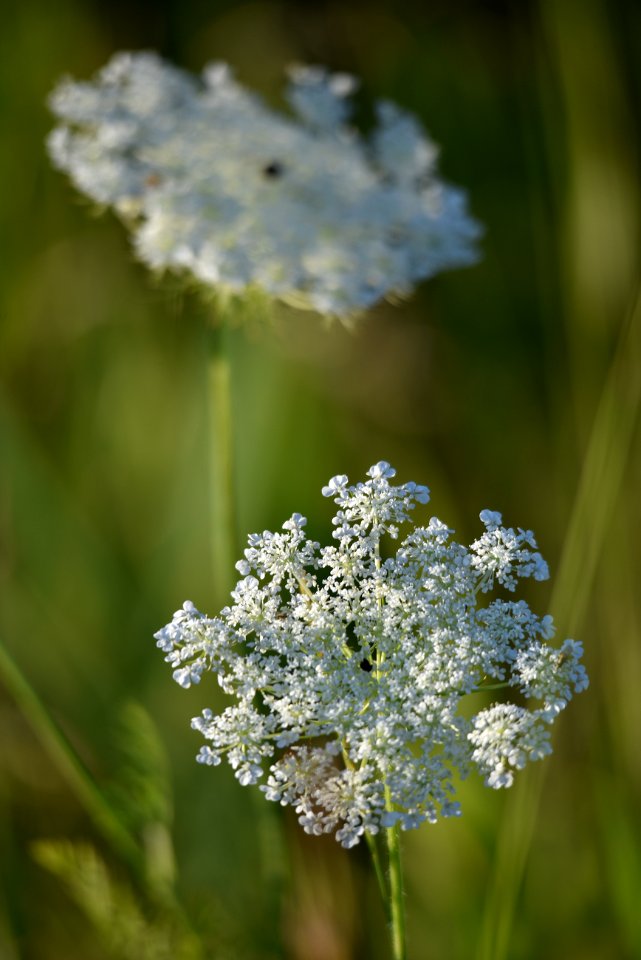 Queen Anne's Lace