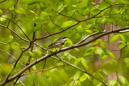 Yellow-rumped warbler