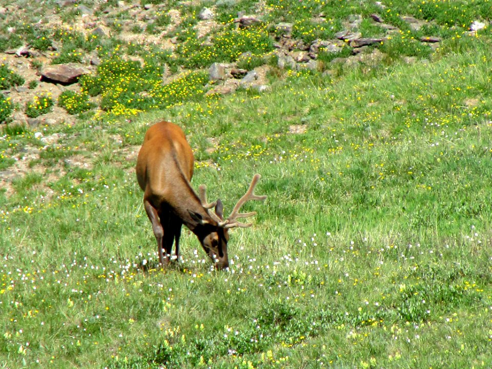 Deer at Rocky Mountain NP in CO