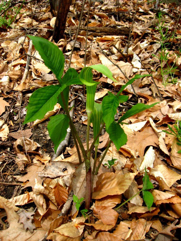 Jack-in-the-pulpit