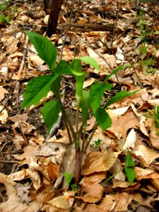 Jack-in-the-pulpit