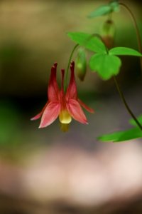 Wild columbine photo