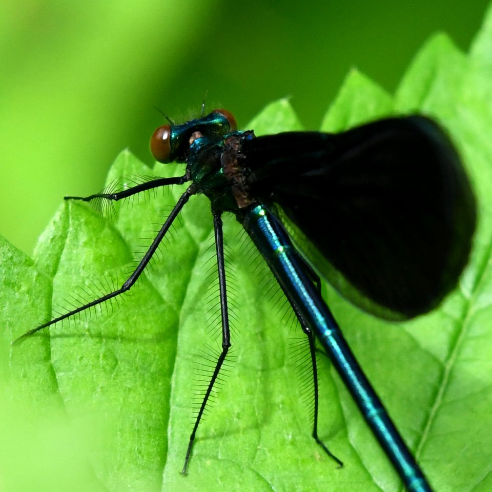 Ebony Jewelwing Damselfly