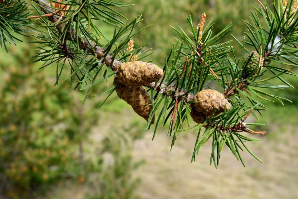 Kirtland's Warbler Habitat