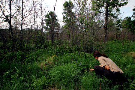 Biologist Kris Spaeth Inspects Oval-leaf Milkweed