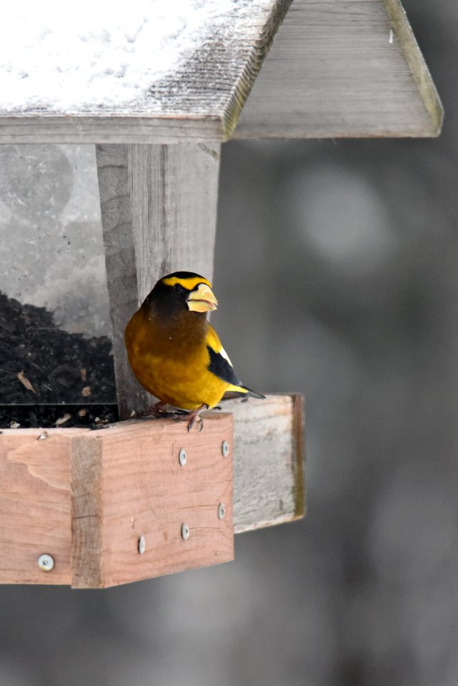 Male evening grosbeak