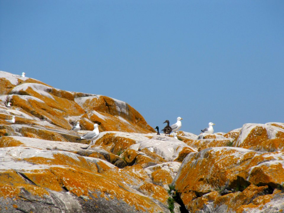 Mallards and herring gulls on Gull Rock Island