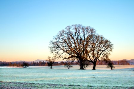 frost on field