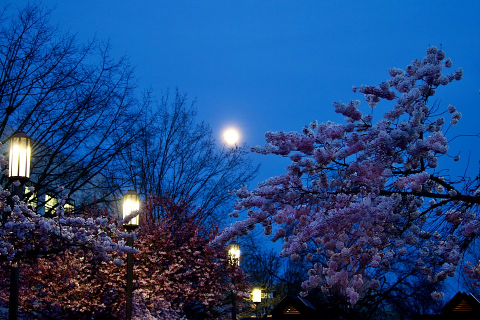 Full moon and cherry tree blossoms, Salem Oregon