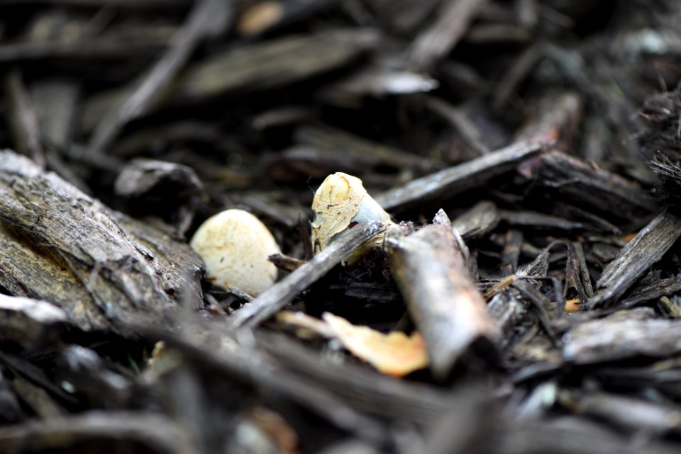 Dog Stinkhorn Egg