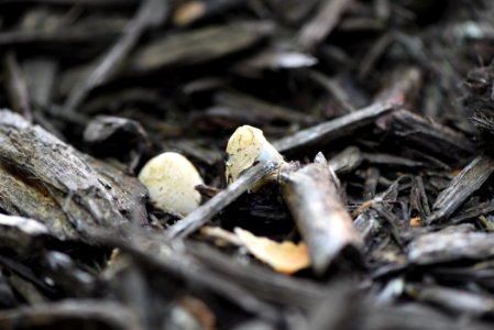 Dog Stinkhorn Egg