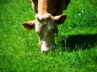 Cow green pastures animal photo