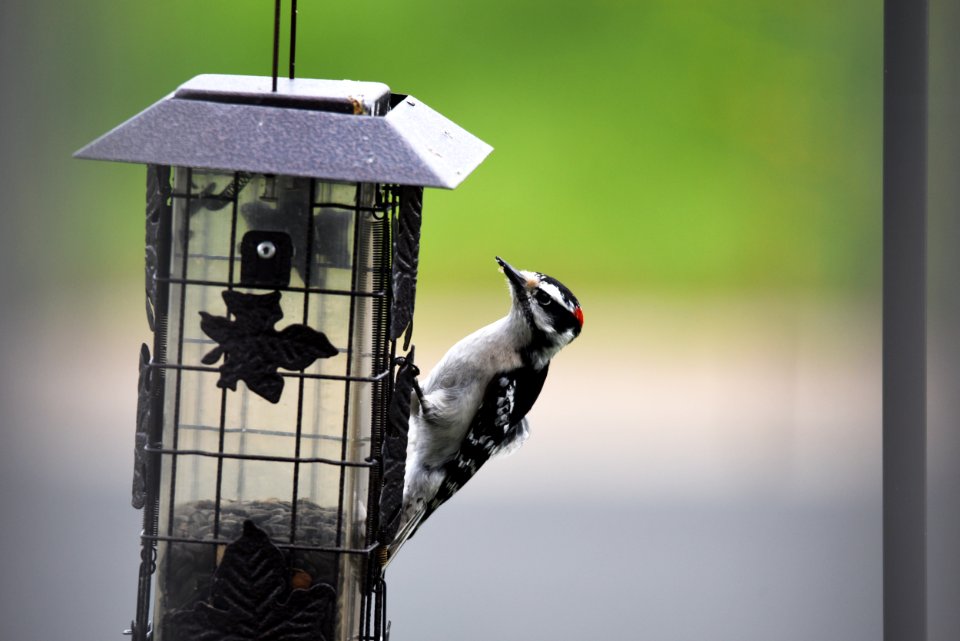 Downy woodpecker photo