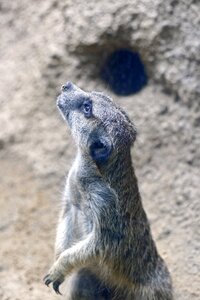 Animals fauna curious