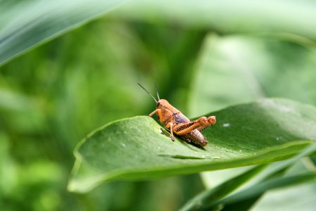 Grasshopper on Common Milkweed photo