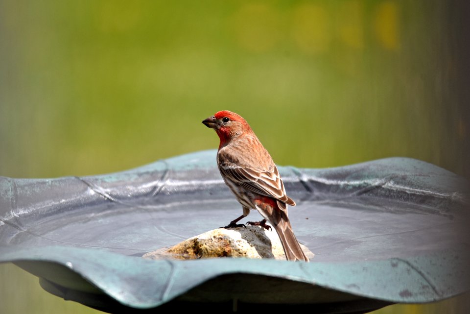 House finch