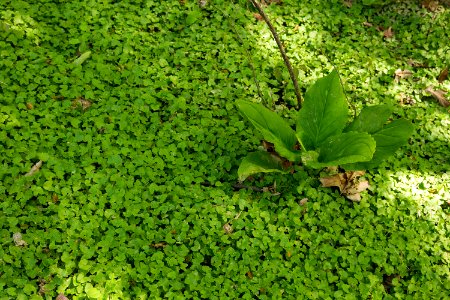 Invasive lesser celandine / Fig buttercup photo