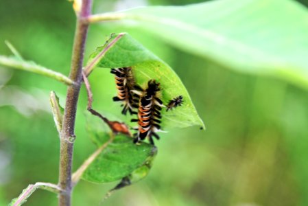 Milkweed Tussock Caterpillars on Common Milkweed photo