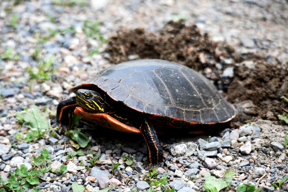 Painted turtle laying eggs