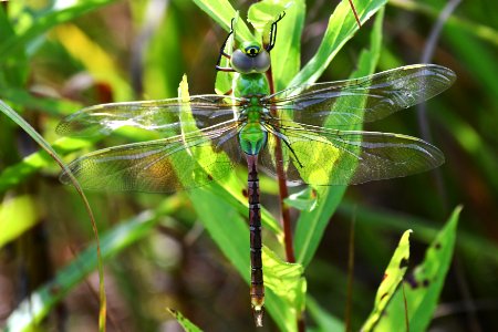 Green Darner Dragonfly