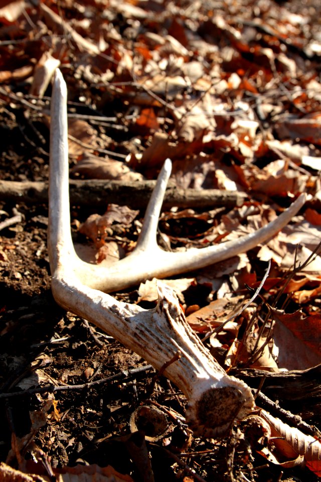Discarded antler