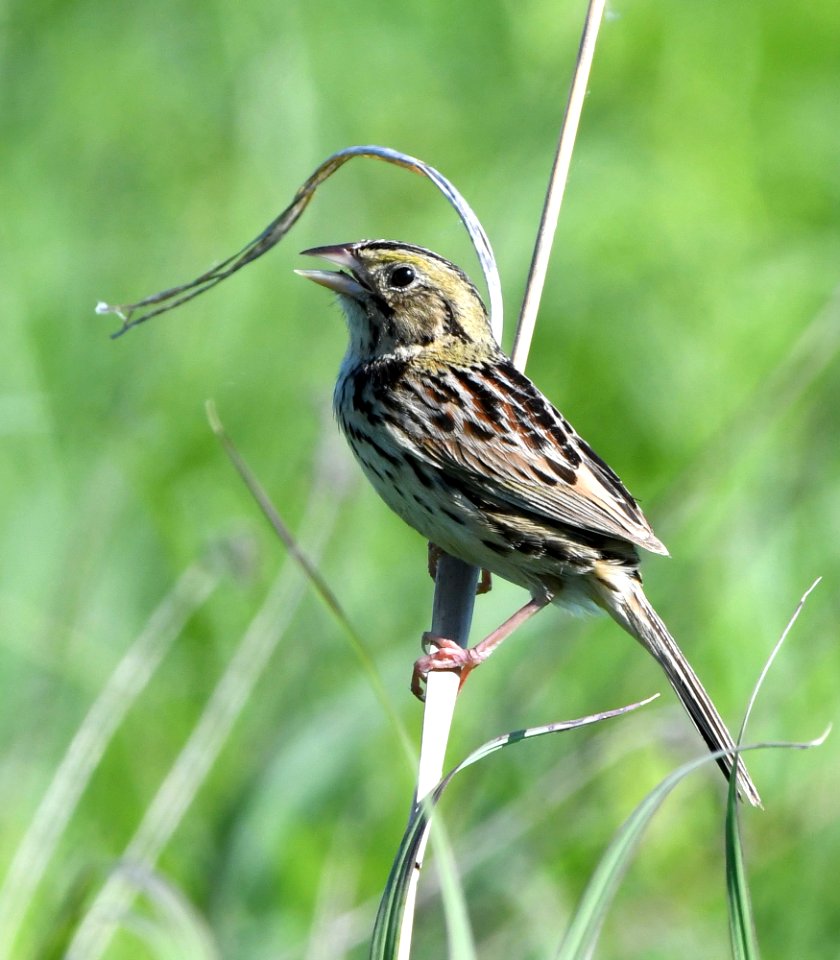 Henslow's sparrow