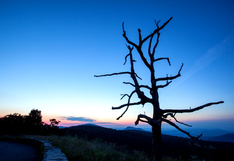 Snag at Little Devils Stairs Overlook