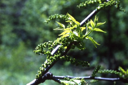 Black walnut catkins