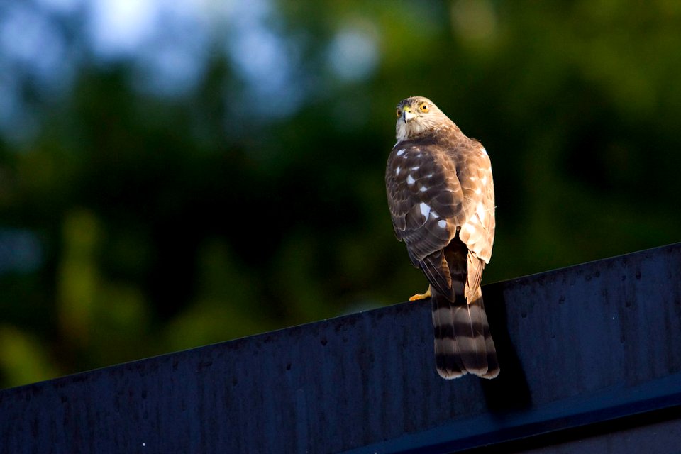 Cooper's hawk