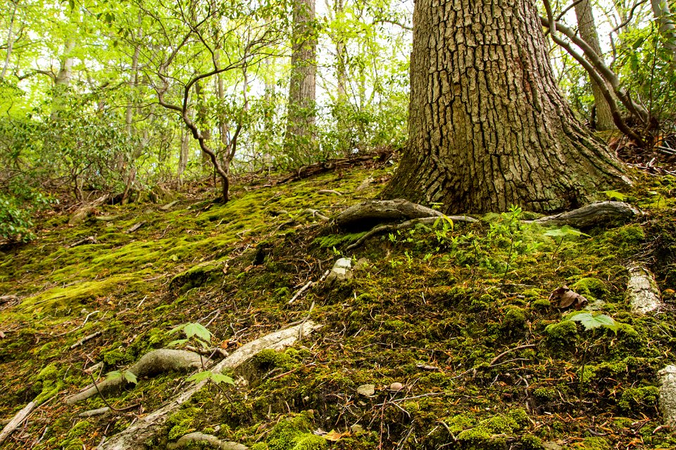 Mossy forest floor