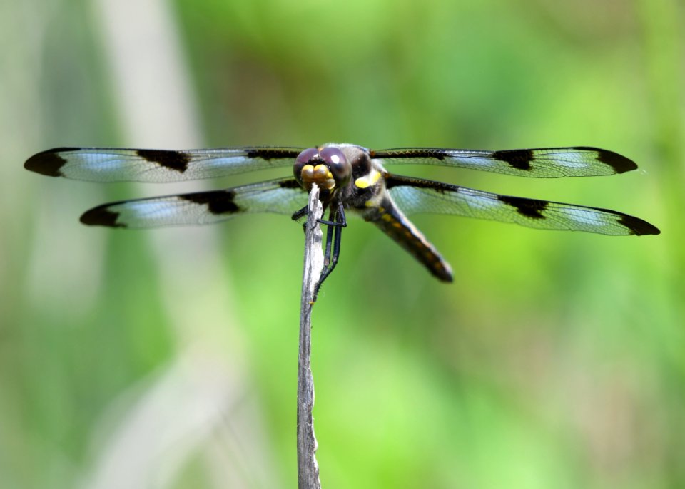 Twelve-spotted Skimmer Dragonfly